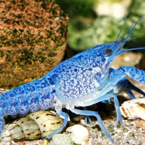 Écrevisses Procambarus Alleni