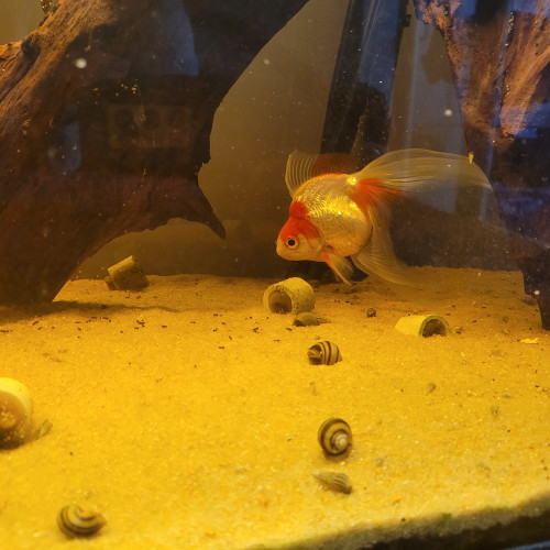 Donne Ryukin + aquarium