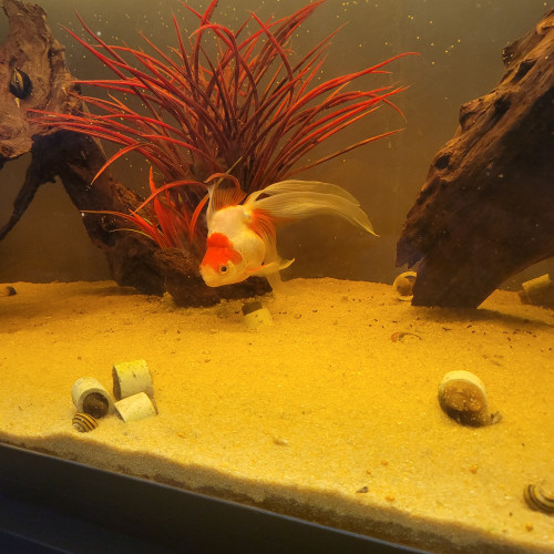 Donne Ryukin + aquarium