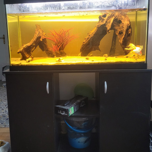 Donne Ryukin + aquarium