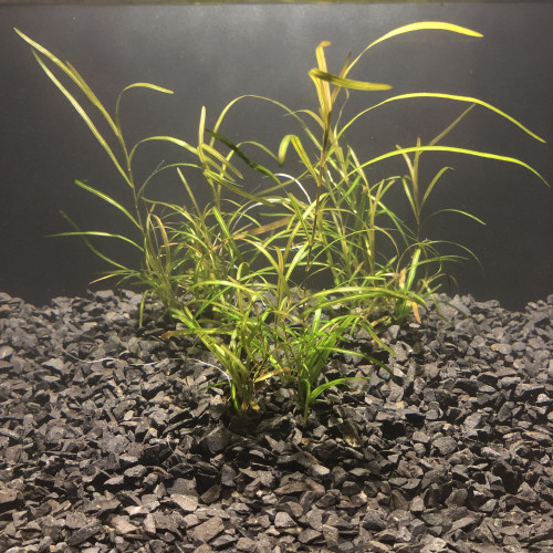 Potamogeton gayi