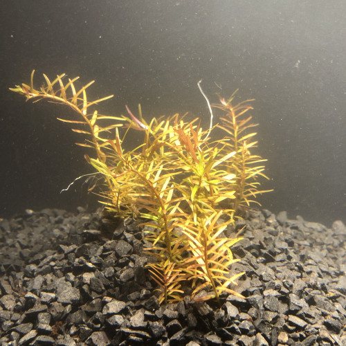 Rotala h'ra