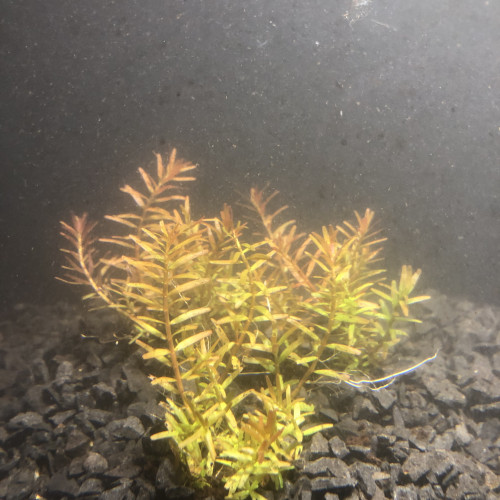 Rotala orange juice