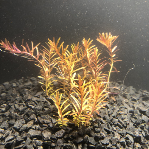 Rotala colorata