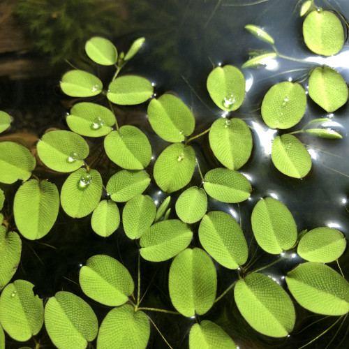 Salvinia auriculata