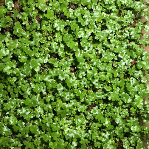 Hydrocotyle tripartita