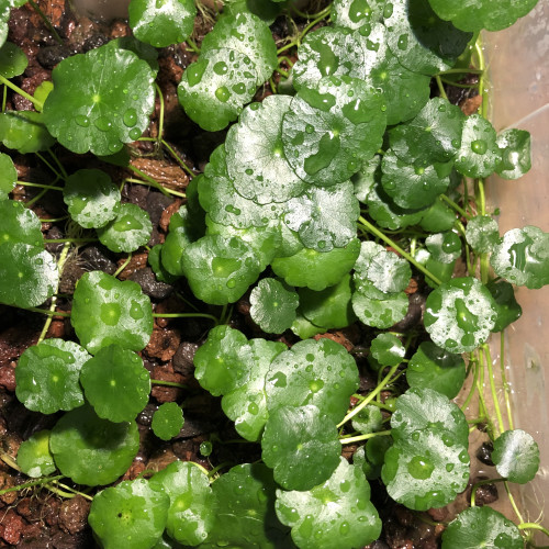 Hydrocotyle verticalata