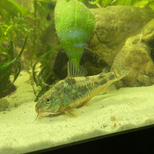 Corydoras