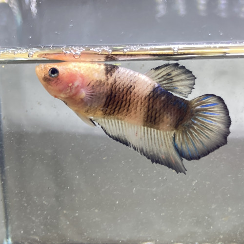 Plusieurs betta