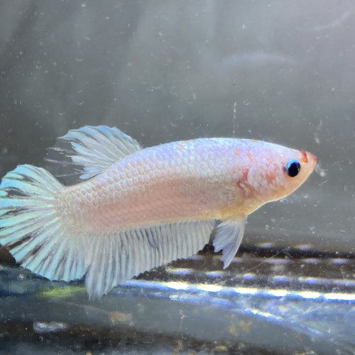 Plusieurs betta