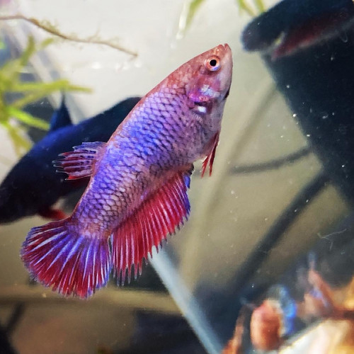 Plusieurs betta