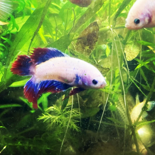 Plusieurs betta