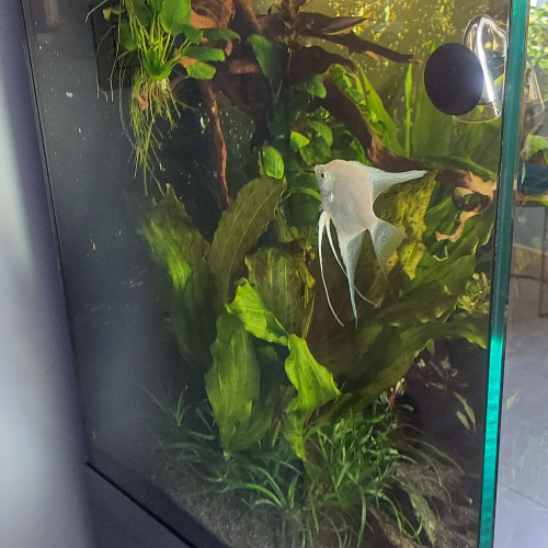 Aquarium 350L + meuble + matériel