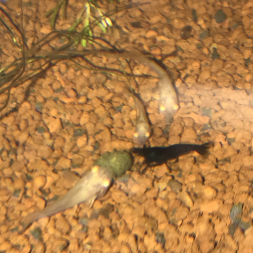 Corydoras Albinos