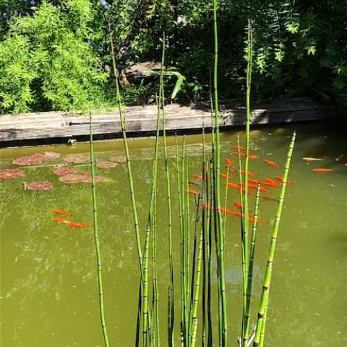 donne poissons rouges pour bassin