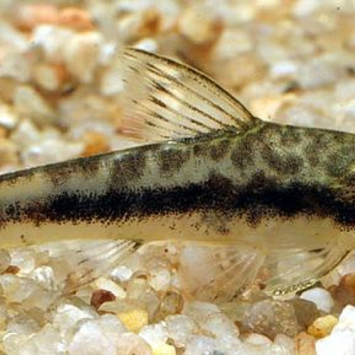 Otocinclus et corydoras pygmaeus