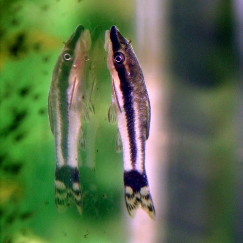 Otocinclus et corydoras pygmaeus