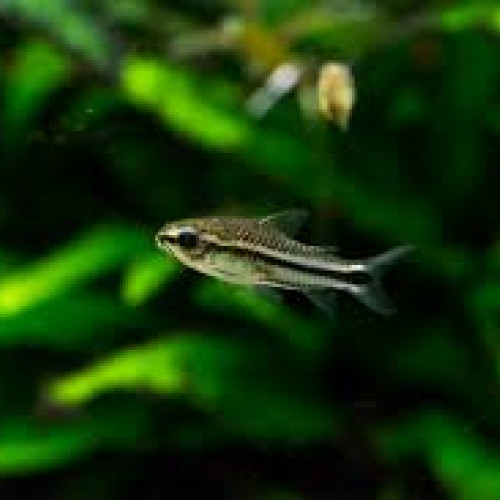 Otocinclus et corydoras pygmaeus