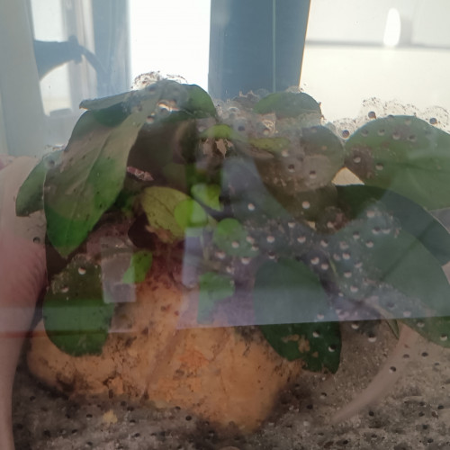 Vend oeufs d'axolotl