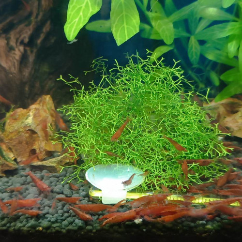 Red cherry