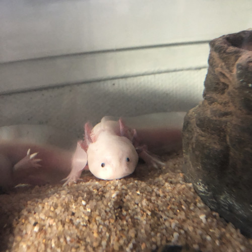 Axolotl