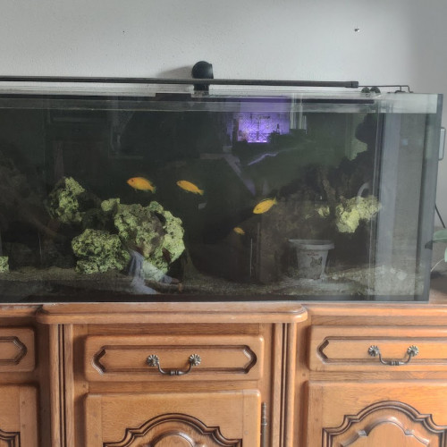 Aquarium 450L + Poisson Malawi + Matériel