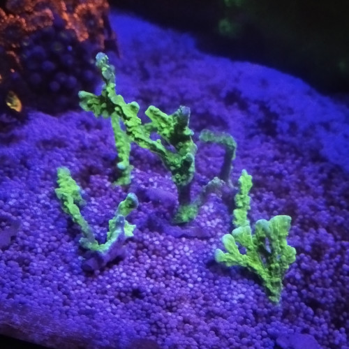 Montipora stellata