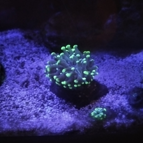 Euphyllia paraencora