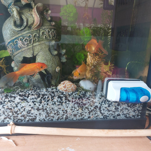 Poisson rouge