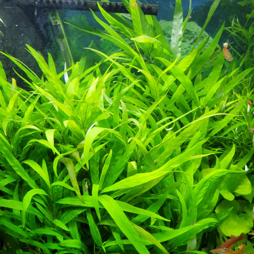 Hygrophilia corymbosa siemensis