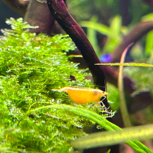 Don crevette neocaridina davidi yellow