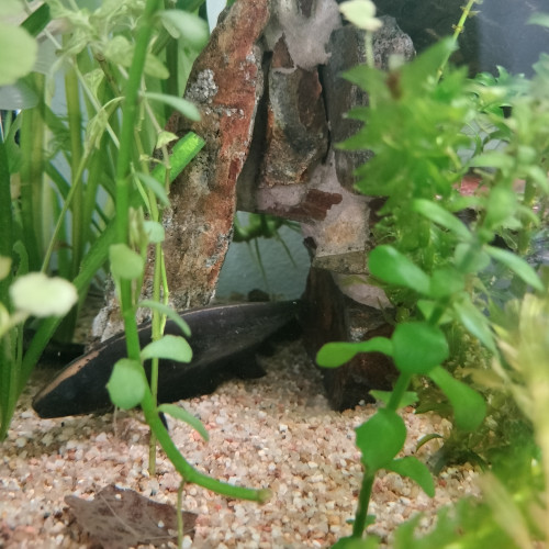 Poisson couteau