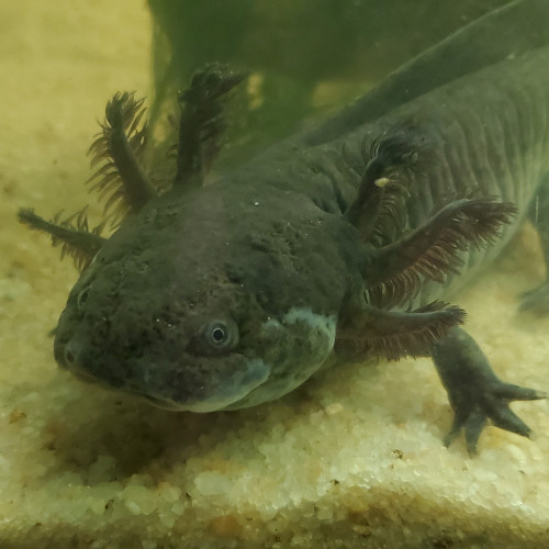 Acheter axolotl femelle