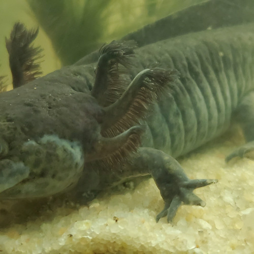 Acheter axolotl femelle