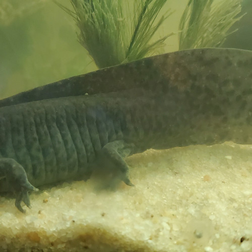 Acheter axolotl femelle