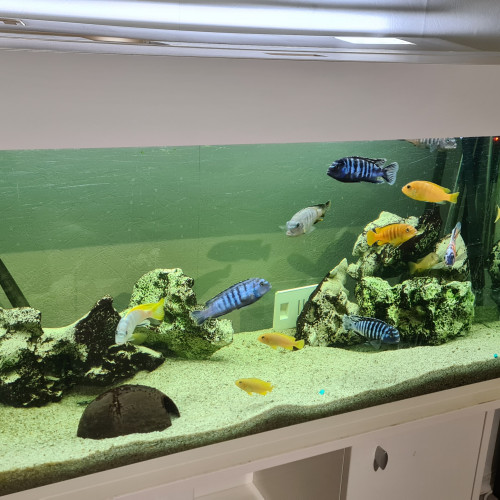 Aquarium 200L blanc avec meuble