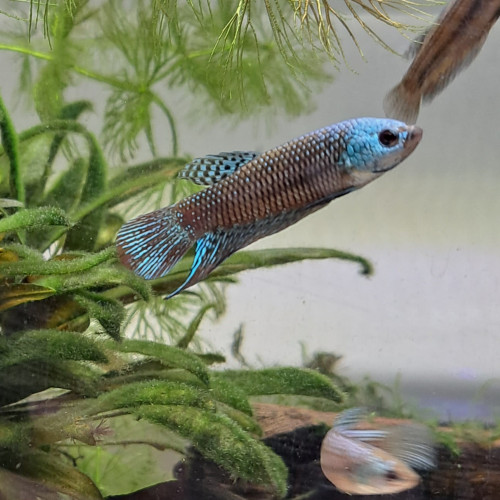 Bettas alien male bleu, vert