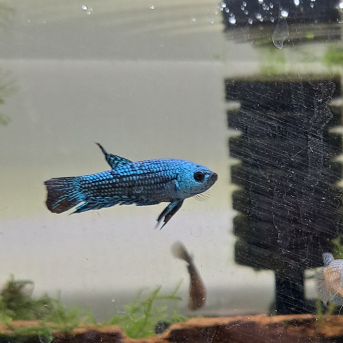 Bettas alien male bleu, vert