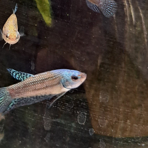 Bettas alien femelles