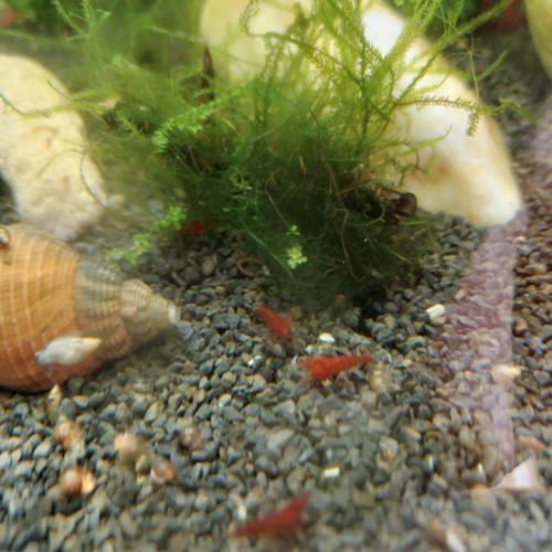 Neocaridina Davidi Sakura Red