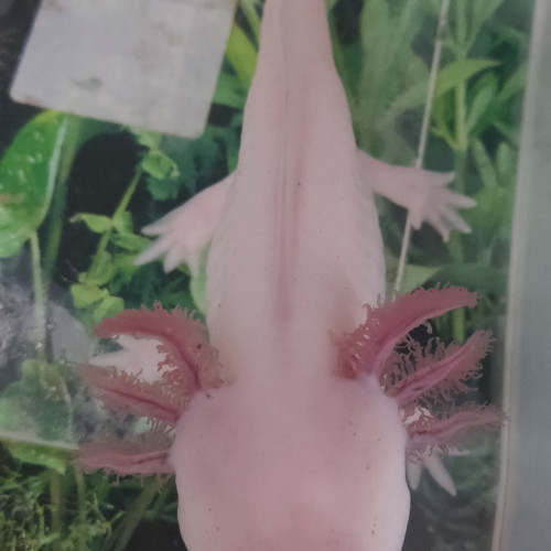 Axolotls