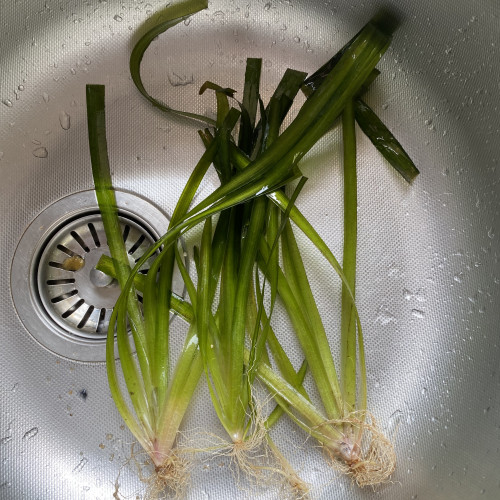 Donne ou échange plantes Vallisneria