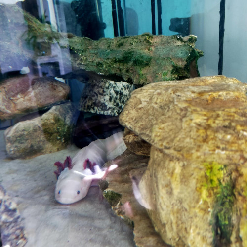 Donne axolotl mâle