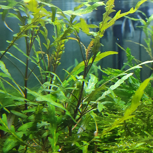 Hygrophila Pinnatifida