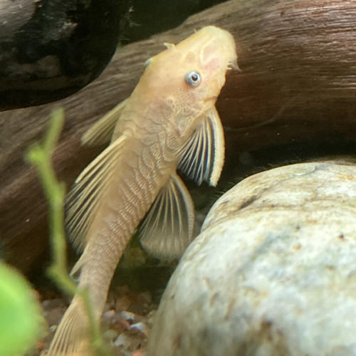 Ancistrus L144