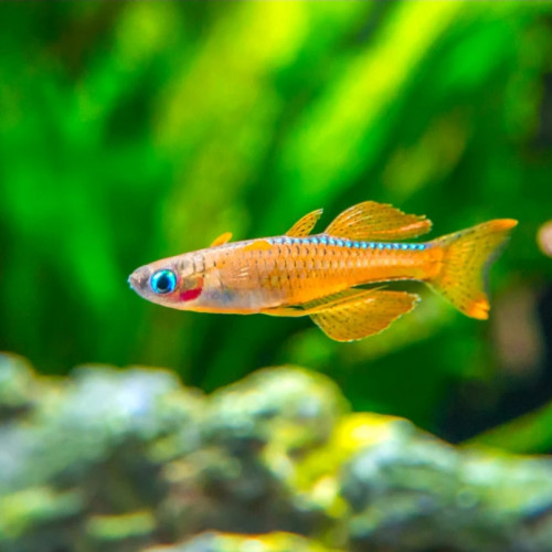 Pseudomugil Luminatus