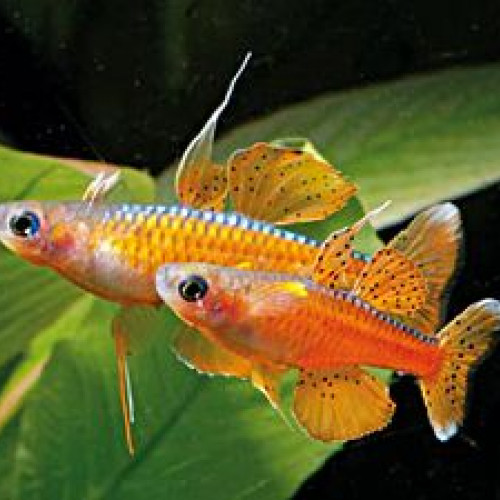Pseudomugil luminatus