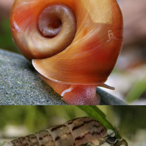 Escargots d'eau douce Planorbes et Mélanoïdes