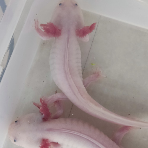 Axolotls