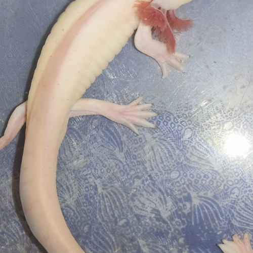 Axolotls